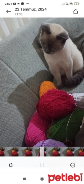 British Shorthair, Kedi  TOM fotoğrafı