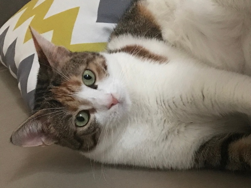 Tekir Kedi, Kedi  Lucy fotoğrafı