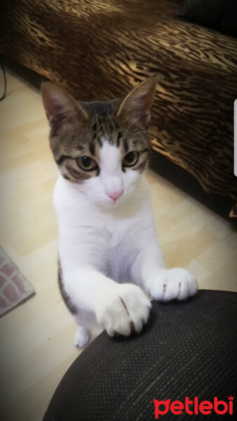 Tekir Kedi, Kedi  Çakıl fotoğrafı