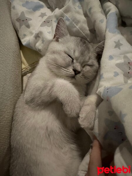 Scottish Fold, Kedi  Pamuk fotoğrafı