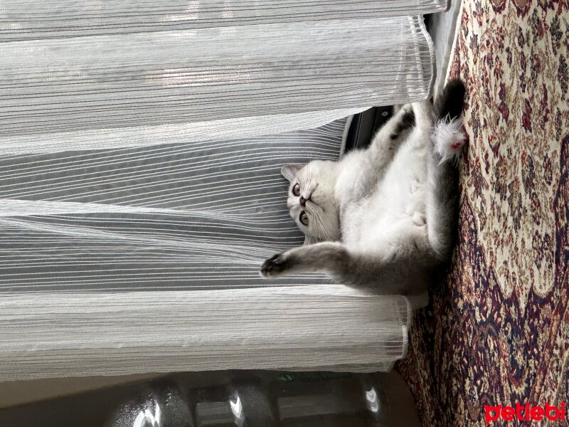 Scottish Fold, Kedi  Pamuk fotoğrafı