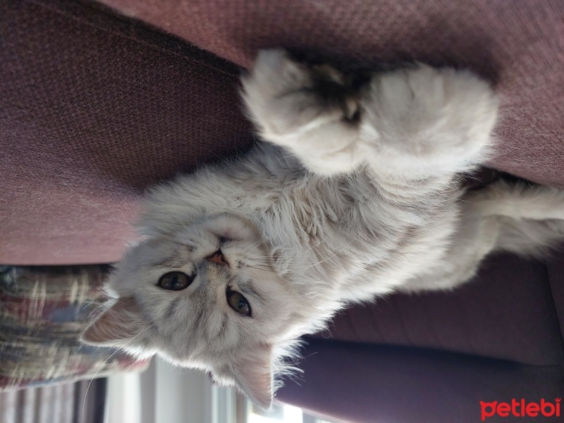 Scottish Fold, Kedi  Lusita fotoğrafı