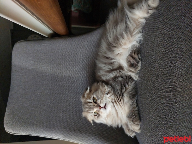 Scottish Fold, Kedi  Gofret fotoğrafı