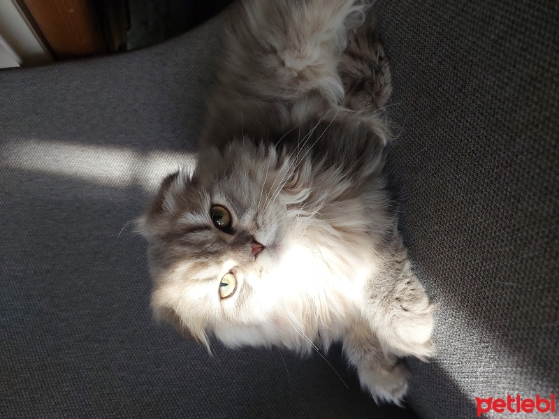 Scottish Fold, Kedi  Gofret fotoğrafı
