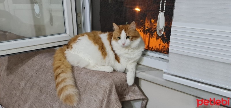 Sarman, Kedi  Pyro fotoğrafı