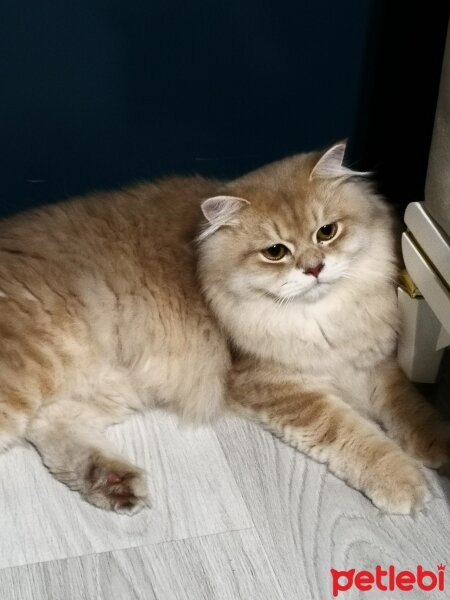 British Longhair, Kedi  Peluş fotoğrafı