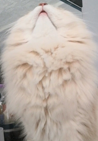 British Longhair, Kedi  Peluş fotoğrafı