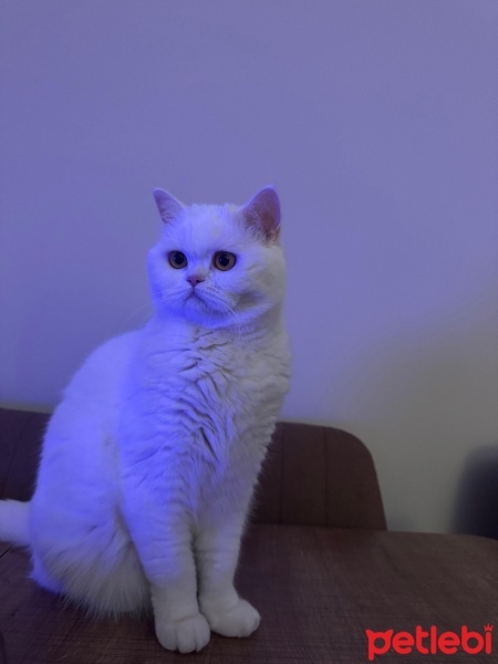British Shorthair, Kedi  şiva fotoğrafı