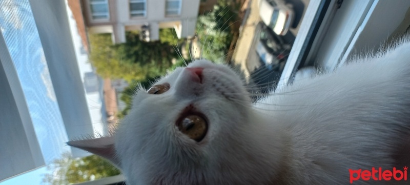 British Shorthair, Kedi  Çakır fotoğrafı