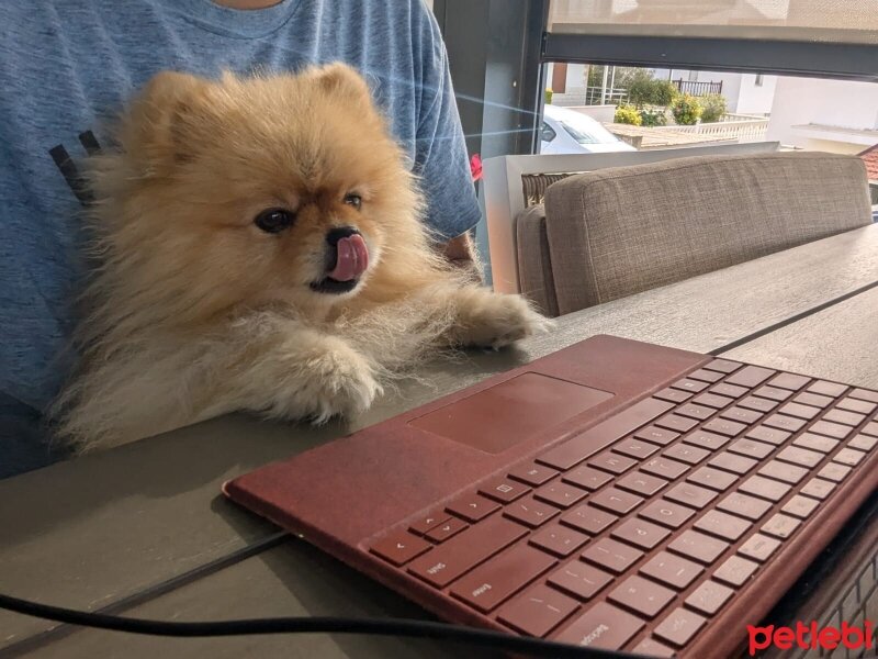 Pomeranyalı, Köpek  Puffy fotoğrafı