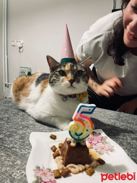 Tekir Kedi, Kedi  badem fotoğrafı