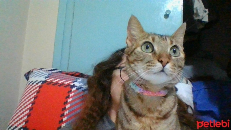 Tekir Kedi, Kedi  Boncuk fotoğrafı