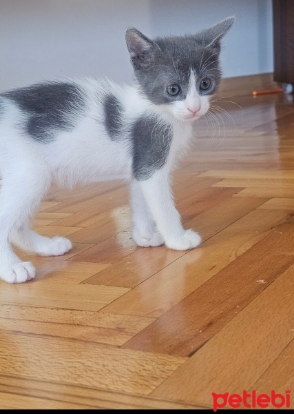 Tekir Kedi, Kedi  Findik fotoğrafı