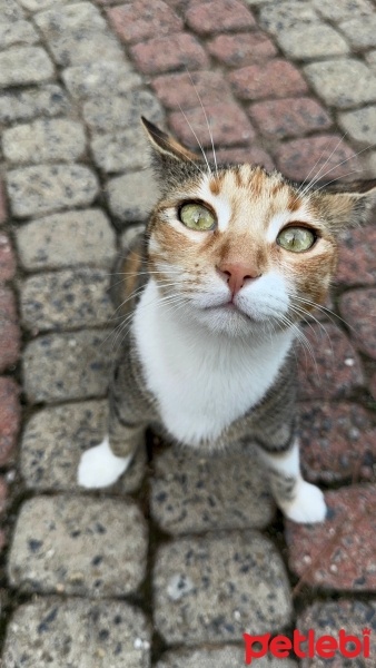 Tekir Kedi, Kedi  Güneş fotoğrafı