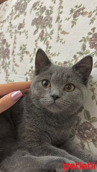 British Shorthair, Kedi  DUMAN fotoğrafı