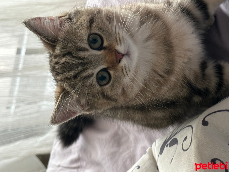 British Shorthair, Kedi  Peri fotoğrafı