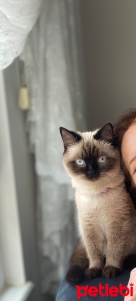 Siyam Kedisi, Kedi  Mia fotoğrafı