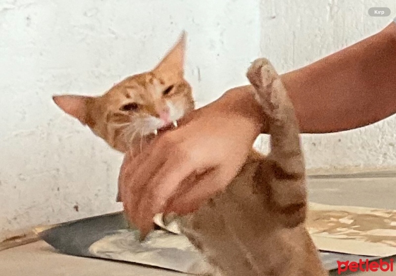 Sarman, Kedi  Pichoz fotoğrafı