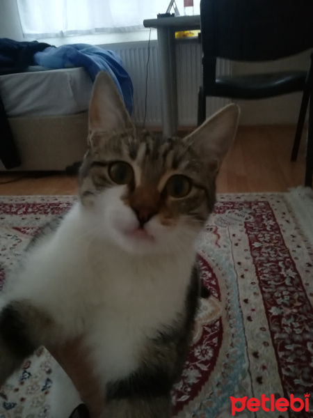European Shorthair, Kedi  Miyo fotoğrafı