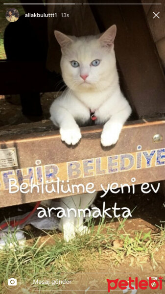 Ankara Kedisi, Kedi  Gucci fotoğrafı