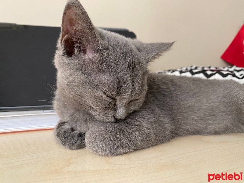 British Shorthair, Kedi  Duman fotoğrafı