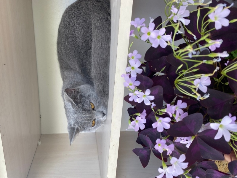 British Shorthair, Kedi  Duman fotoğrafı