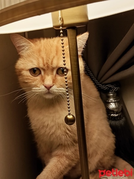 British Shorthair, Kedi  Güneş fotoğrafı