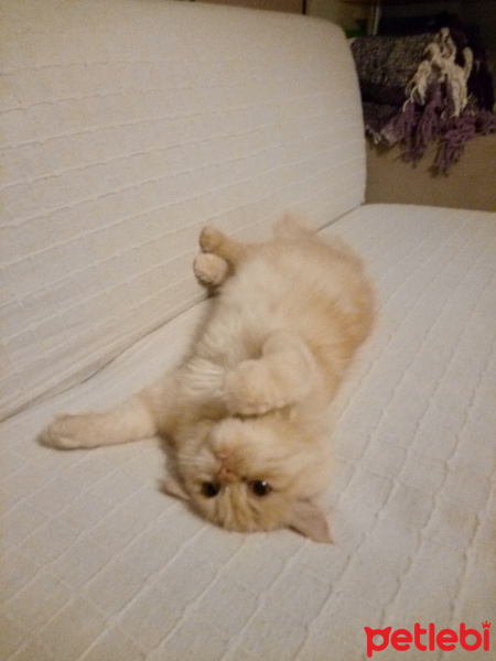 Chinchilla, Kedi  pıtır fotoğrafı