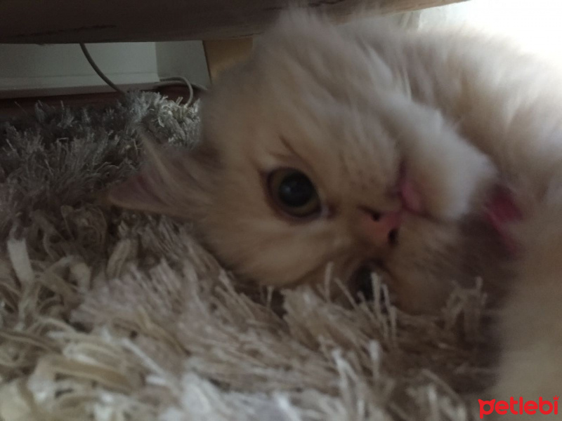 Chinchilla, Kedi  pıtır fotoğrafı