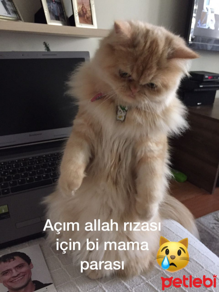 Chinchilla, Kedi  pıtır fotoğrafı