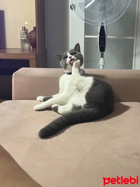 British Shorthair, Kedi  Paşa fotoğrafı