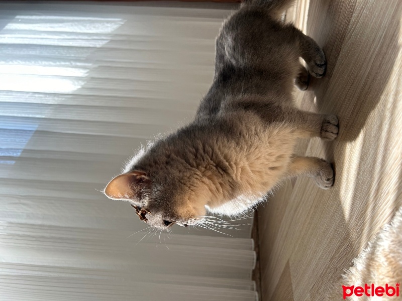 British Shorthair, Kedi  Mia fotoğrafı