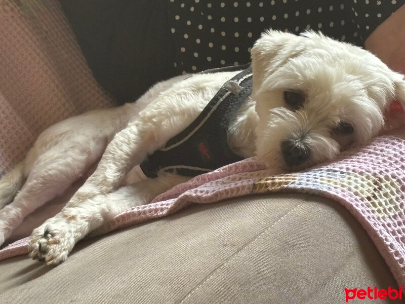 Maltese, Köpek  Moka fotoğrafı