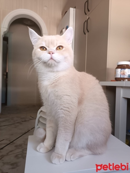 British Shorthair, Kedi  ÇAKIR fotoğrafı