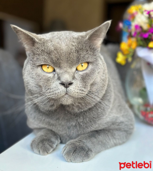 British Shorthair, Kedi  mırmır fotoğrafı