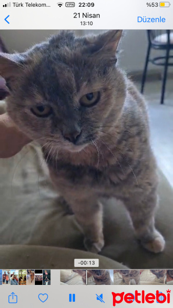 British Shorthair, Kedi  uma fotoğrafı