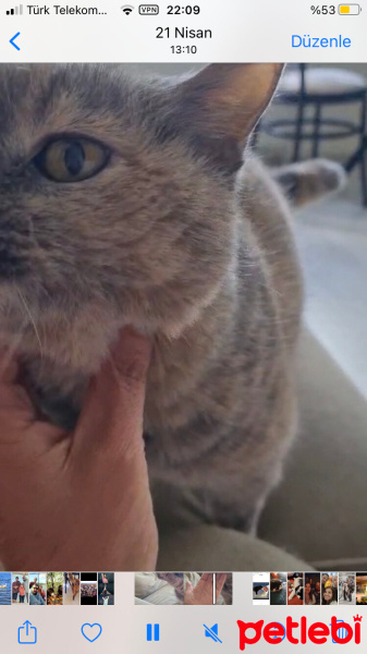 British Shorthair, Kedi  uma fotoğrafı