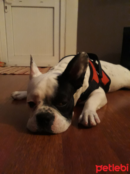 Fransız Bulldog, Köpek  oscar fotoğrafı
