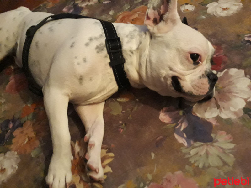 Fransız Bulldog, Köpek  oscar fotoğrafı