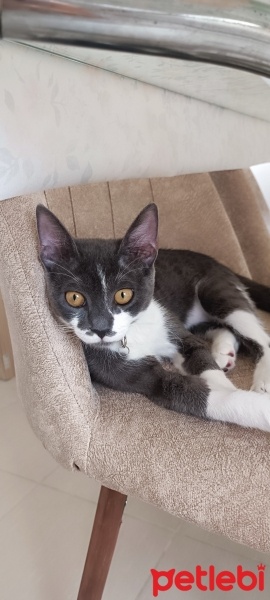Tuxedo (Smokin) Kedi, Kedi  Minik fotoğrafı