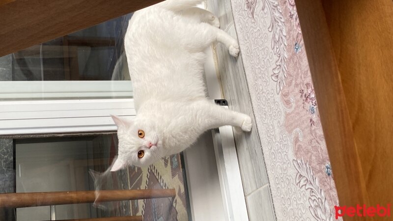 British Shorthair, Kedi  Pamuk fotoğrafı