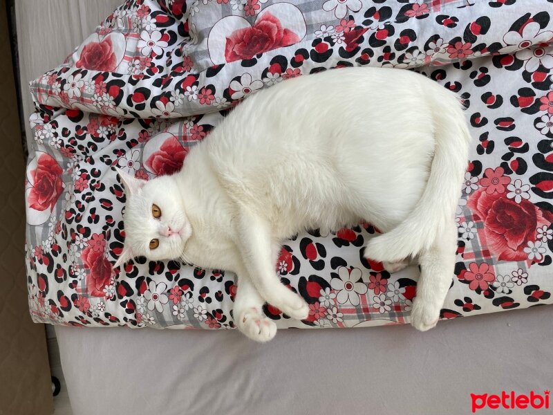 British Shorthair, Kedi  Pamuk fotoğrafı