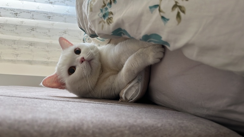 British Shorthair, Kedi  Pamuk fotoğrafı