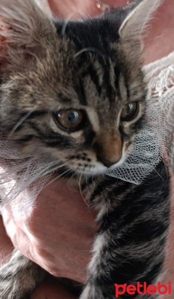 Tekir Kedi, Kedi  Üzüm fotoğrafı