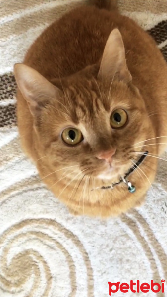 Sarman, Kedi  MARLA fotoğrafı