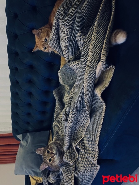 Sarman, Kedi  MARLA fotoğrafı