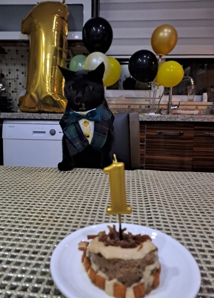 Bombay, Kedi  Bitter fotoğrafı