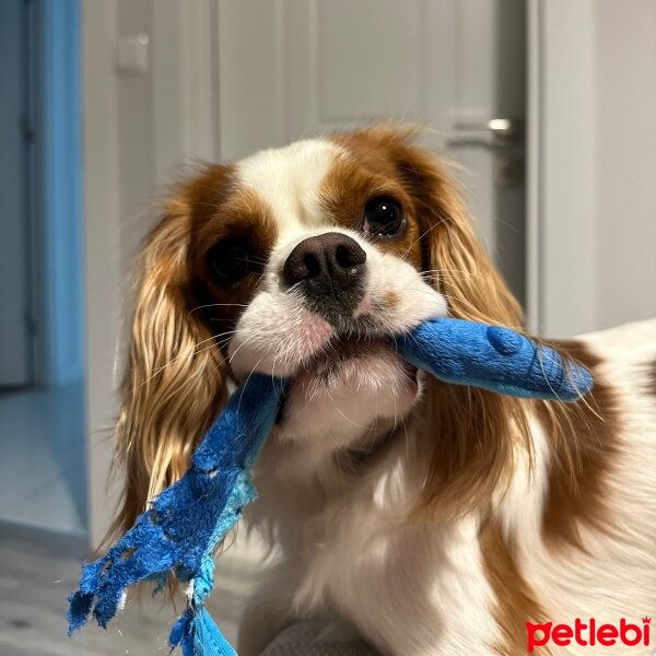 King Charles Spaniel, Köpek  Toffy fotoğrafı