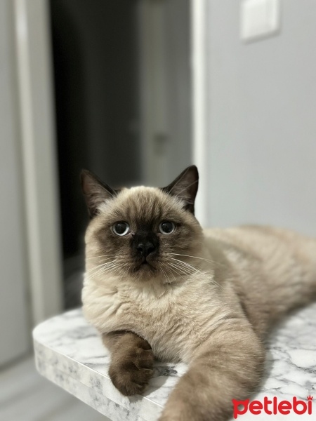 British Shorthair, Kedi  Badem fotoğrafı