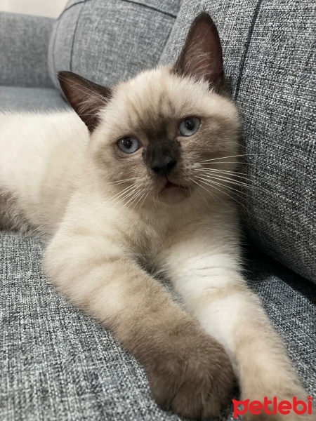 British Shorthair, Kedi  Badem fotoğrafı